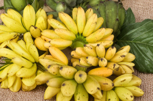 Manzano Apple Banana Live Plant | Musa Manzano Banana Tree | Tropical Fruiting Banana Starter | Container Fruit Plant