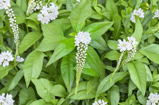 25+ Gooseneck Loosestrife Bare Root Plants | Lysimachia clethroides | Hardy White Flowering Perennial | Live Garden Plants