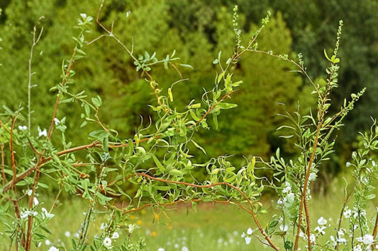 Scarlet Curls Corkscrew Willow Live Plant | Twisted Branch Willow Tree | 1 QT Rooted Ornamental Tree | Salix