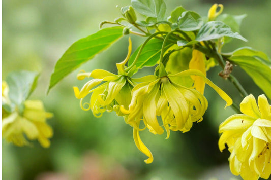 Ylang Ylang Live Plant | Cananga odorata | Intensely Fragrant Tropical Flowering Tree | Exotic Fragrance Garden Plant