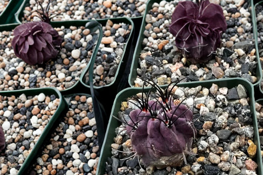 Rare Black Cactus Live Plant | Neochilenia huascensis | 4" Pot | Dark Collectible Cactus | Unique Succulent Plant