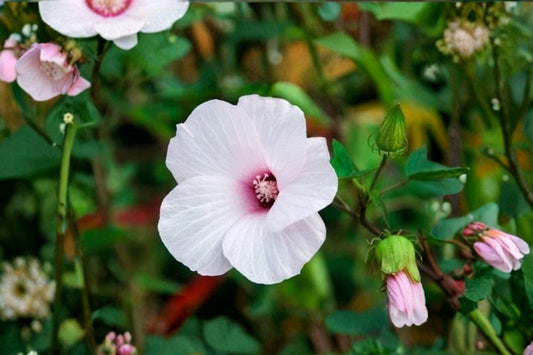 Hardy Hibiscus Live Plant | Hibiscus moscheutos Starter | Rose Mallow Perennial | Large Flowering Mallow Plant