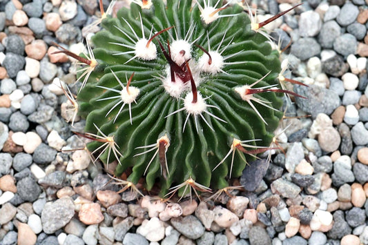 Brain Cactus Live Plant | Stenocactus multicostatus | Potted Rare Cactus | Ripple Cactus | Unique Collector Succulent