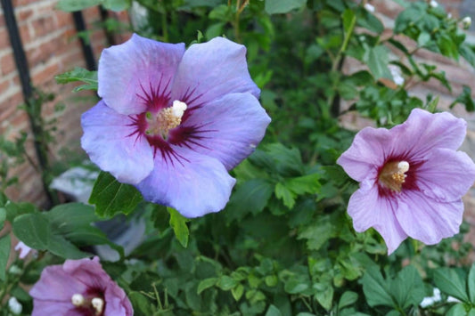 Blue Bird Rose of Sharon Live Plant | Hibiscus syriacus | Blue Althea Flowering Shrub | 1 QT Hardy Hibiscus