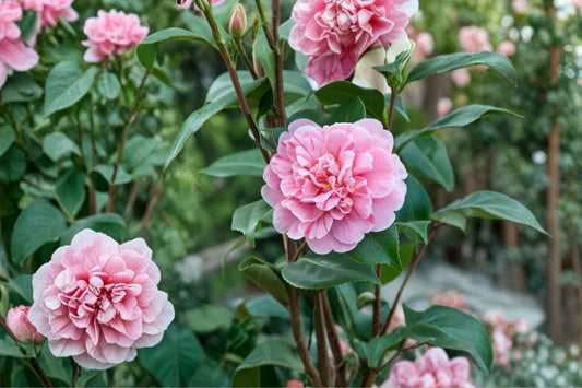 Tri Color Camellia Japonica Live Plant | 4L Starter | Multicolor Flowering Evergreen Shrub | Camellia Garden Plant