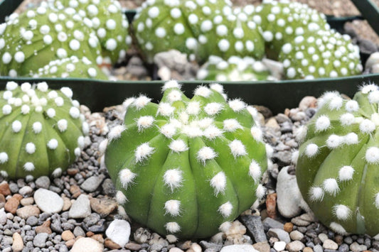 Domino Cactus Live Plant | Echinopsis subdenudata | 4" Cluster Cactus | Easy Care Flowering Cactus | Unique Plant Gift