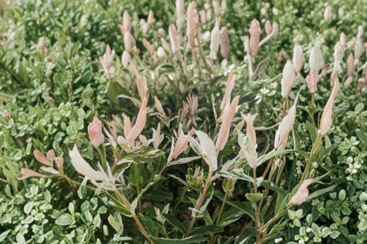 Dappled Willow Hakuro Nishiki Live Plant | Rooted Cutting | Pink White Variegated Willow Shrub | Salix integra