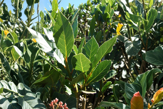 Chef’s Bay Tree Live Plant + FREE Oregano | Bay Laurel Laurus nobilis | Culinary Herb Plant | Fresh Cooking Herbs