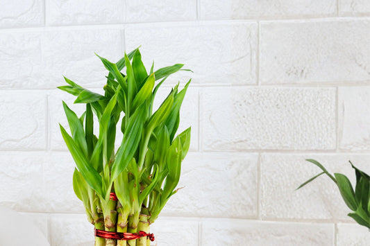 2 Lucky Bamboo Live Plants with Ceramic Vases | Dracaena sanderiana | Small Indoor Plants | Office Desk Plant Gift