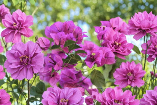 Red Purple Bougainvillea Live Plant | 4" Pot | Vibrant Tropical Flowering Shrub | Colorful Patio & Container Plant