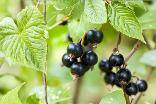 Consort Black Currant Live Plant | Ribes nigrum Rooted Starter | Edible Berry Shrub | Cold Hardy Fruit Plant Zones 4-8