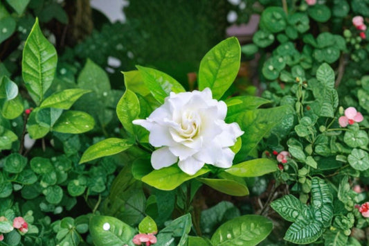 Veitchii Everblooming Gardenia Live Plant | 1 QT Cape Jasmine | Fragrant White Flowers | Gardenia jasminoides Shrub