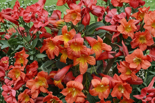 Tangerine Beauty Crossvine Live Plant | Bignonia capreolata | Rooted Starter Vine | Orange Flowering Pollinator Plant