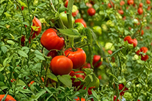 2 Beefsteak Tomato Live Plants | 6–10" Tall | 60+ Day Old Rooted Tomato Starts | Vegetable Garden Plants