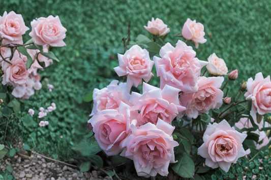 New Dawn Climbing Rose Live Plant | 1 QT Pink Rose | Repeat Blooming Climber | Fragrant Garden Rose Vine