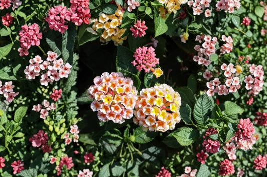 Lantana Peaches Live Plant Plug | 1–3" Rooted Starter | Peach Flowering Lantana | Pollinator Garden Plant