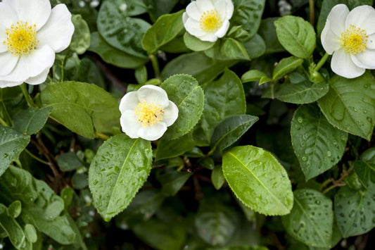 Green Tea Plant Live | Camellia sinensis | Tea Leaf Plant | Evergreen Edible Garden Shrub | Rooted Starter Plant