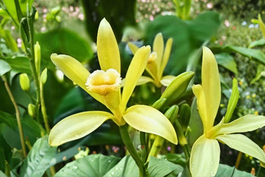 Vanilla Bean Orchid Live Plant | Vanilla planifolia | Tropical Climbing Orchid Vine | Vanilla Plant Rooted Starter