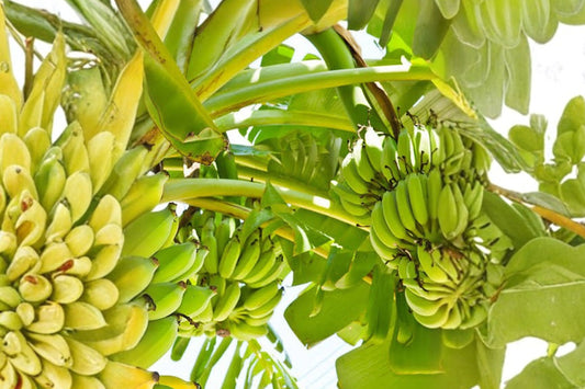 Double Mahoi Dwarf Banana Live Plant | Musa Banana Rooted Starter Plug | Tropical Fruiting Banana Plant | Container Fruit Plant