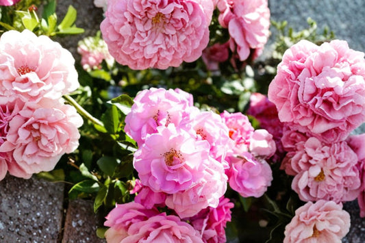 Peggy Martin Climbing Rose Live Plant | 2–3 Ft Tall | 3 Gallon Rose | Hardy Fast Growing Pink Climber | Repeat Blooms