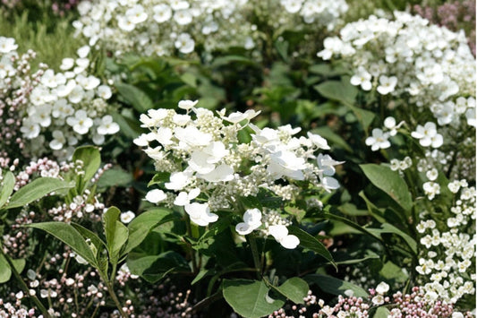 Tardiva Hydrangea Live Plant | 1 Gallon Hydrangea paniculata | White Flowering Panicle Hydrangea | Hardy Perennial Shrub