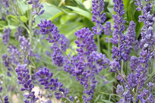 Phenomenal Lavender Live Plant | 4" Pot | Lavandula x intermedia | Fragrant Purple Flowers | Sequim WA Grown Perennial