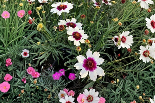 Coreopsis ‘Ice Wine’ Live Plant | Perennial Tickseed Rooted Starter | Cream White Burgundy Flowers | Pollinator Garden | Free Shipping