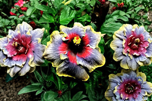 Madagascar Hibiscus Live Plant | Hibiscus moscheutos | Hardy Mallow Rooted Starter | Large Flowering Perennial