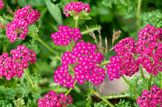 Cerise Queen Yarrow Live Plant | Achillea millefolium | Pink Red Flowering Perennial Starter | Pollinator Garden | Free Shipping