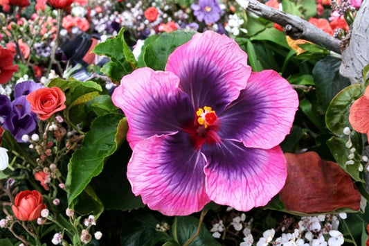 Madagascar Hibiscus Live Plant | Rooted Starter Mallow | Tropical Flowering Hibiscus | Malvaceae Garden Plant