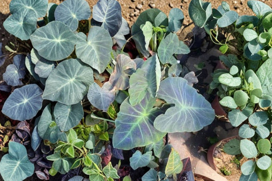Black Beauty Elephant Ear Live Plant | Colocasia | Dark Black Foliage Tropical Plant | Exotic Garden & Container Plant