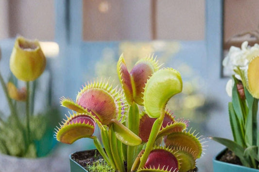 Carnivorous Plant Assortment | 5 Different Live Plants | 2" Pots | Venus Flytrap, Sundew & Pitcher Plant Collection