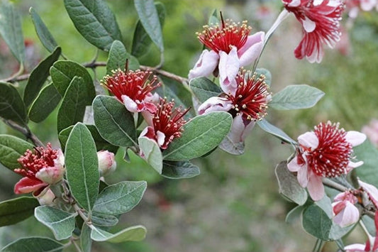 2 Pineapple Guava Live Plants | Feijoa sellowiana | Evergreen Fruit Tree Starter Pack | Fragrant Flowers & Edible Fruit