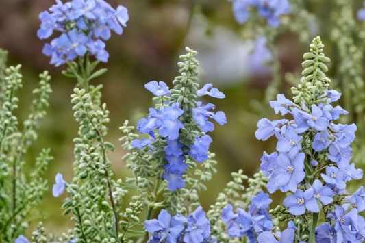 Blue Sage Live Plant | Salvia azurea | Native Blue Flowering Perennial | Pollinator Garden Rooted Starter | Free Shipping