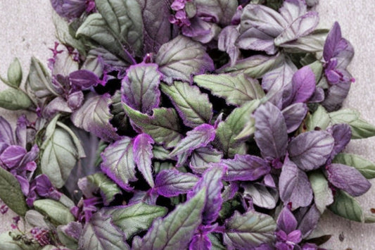 2 Purple Passion Plants Live | Gynura aurantiaca | Purple Velvet Houseplant | Small Rooted Starter Plants