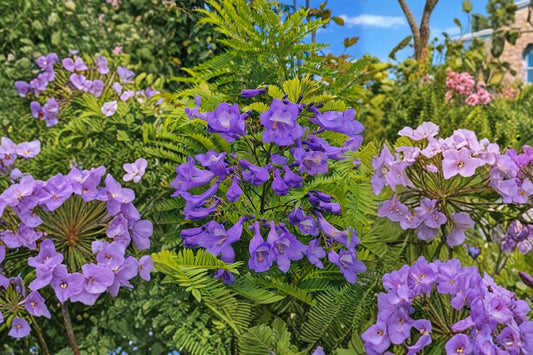 3 Blue Jacaranda Live Plants | Jacaranda mimosifolia | 12" Tall Large Rooted Plugs | Purple Blue Flowering Tree