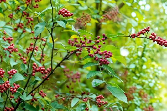 Common Prickly Ash Live Plants | 5 Pack Zanthoxylum americanum Seedlings | Native Shrub Starter Plugs | Wildlife Garden Plant