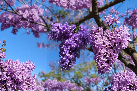 Blue Jacaranda Tree Live Plant | Jacaranda mimosifolia | 6–8" Tall in 3" Pot | Purple Blue Flowering Tree Starter