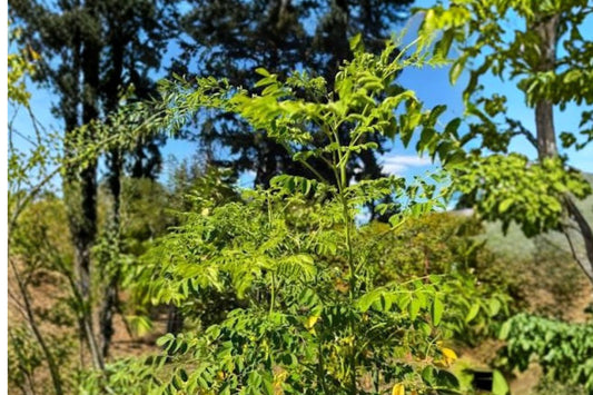 Moringa Tree Live Plant | Moringa oleifera | 15–24"+ Tall Rooted Miracle Tree | Fast Growing Tropical Plant