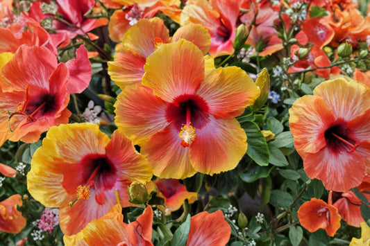 Valentine’s Crush Hibiscus Live Plant | 2.5" Pot | Large Flowering Hardy Bush Hibiscus | Colorful Perennial Starter