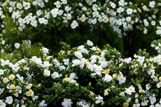 Radicans Dwarf Gardenia Live Plant | 1 QT Creeping Gardenia | Gardenia jasminoides | Fragrant White Flowers Evergreen Shrub