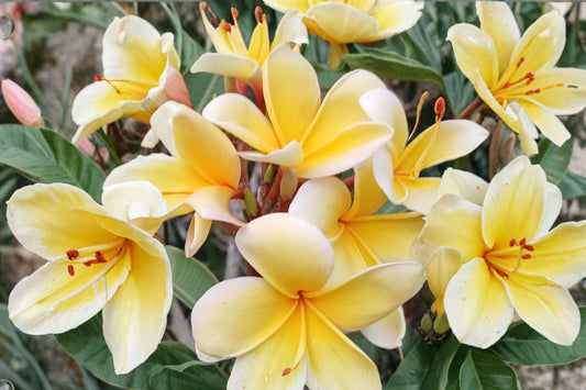 2 Blazing Sun Hawaii Plumeria Cuttings | 10–12" Frangipani Cuttings | Tropical Flower Plant | Free Shipping