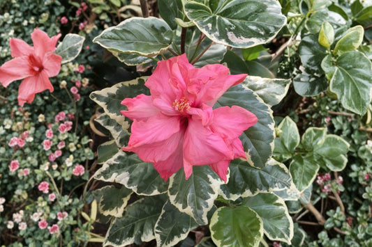 Variegated Hibiscus Live Plant | 4" Pot | Tropical Hibiscus Shrub | Colorful Variegated Foliage Flowering Plant