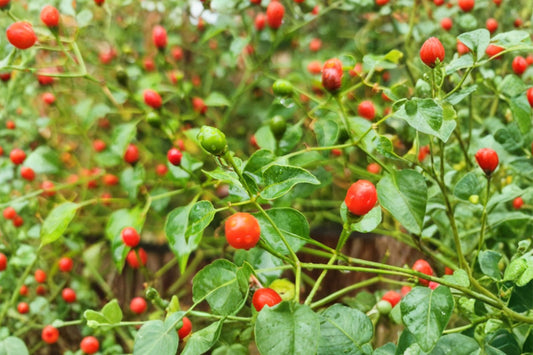 Chiltepin Pepper Live Plant | Chile Tepin Hot Pepper | Capsicum annuum var. glabriusculum | Rare Rooted Starter Plant