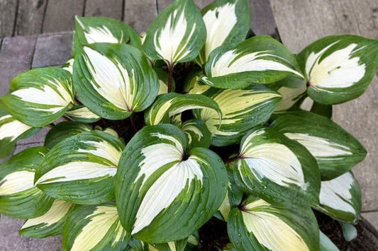 Raspberry Sundae Hosta Live Plant | Variegated Hosta Perennial | Shade Garden Rooted Starter | Colorful Foliage Plant