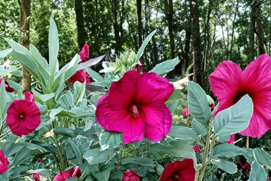 Summer Carnival Hibiscus Live Plant | 2.5" Pot | Hardy Hibiscus Perennial | Large Pink Flowering Bush Starter