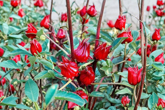 Roselle Hibiscus Live Plant | Hibiscus sabdariffa | Potted Roselle Tea Plant | Edible Calyx Herbal Tea Garden Plant