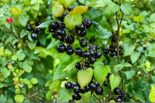 Black Currant Live Plant | 2 Year Old Ribes nigrum | 18–25" Tall Rooted Fruit Shrub | Edible Berry Garden Plant