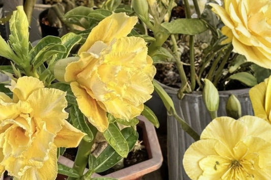 Double Yellow Desert Rose Live Plant | Adenium obesum | Rooted Yellow Flowering Succulent | Bare Root No Pot