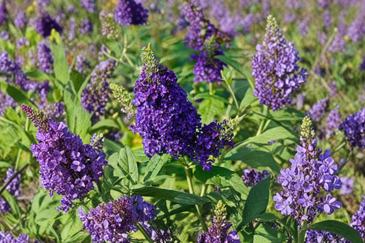 Buzz Midnight Butterfly Bush Live Plant | Buddleja davidii | 1–3" Rooted Plug | Purple Flowering Dwarf Perennial Shrub